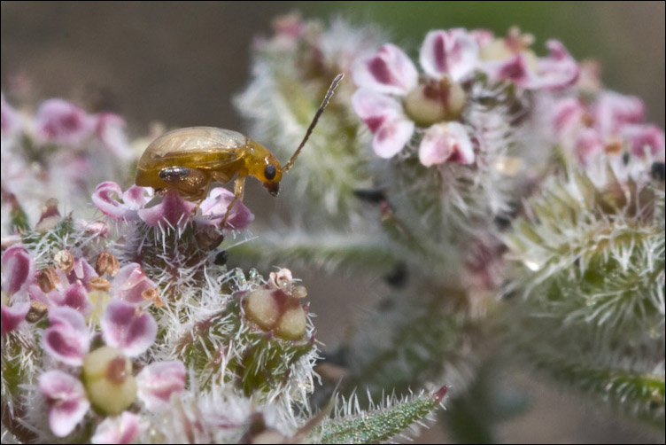 Coleottero Alticinae? Longitarsus