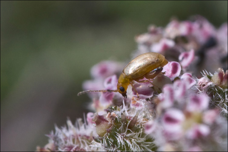 Coleottero Alticinae? Longitarsus