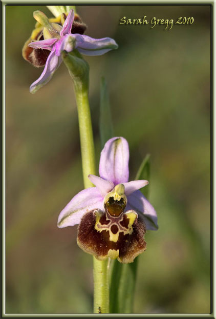 Ophrys holosericea subsp. holosericea