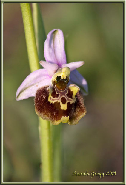 Ophrys holosericea subsp. holosericea