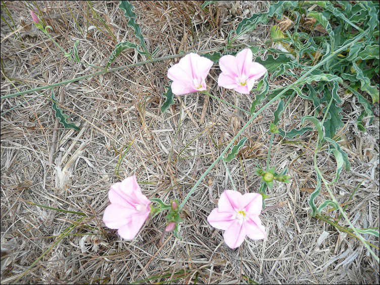 Convolvulus cantabrica