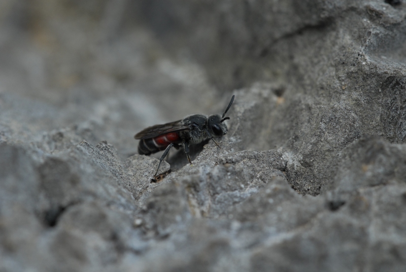 Megachilidae: Dioxys cf. cincta