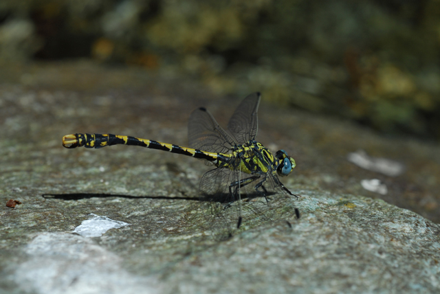 Onychogomphus uncatus e Sympetrum sanguineum