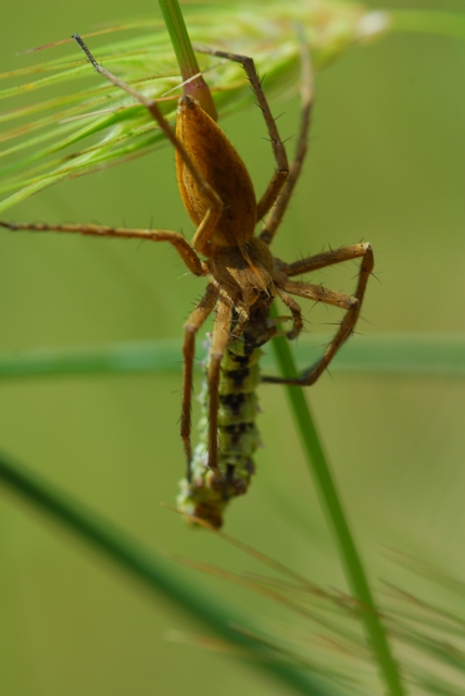 Pisaura sp.