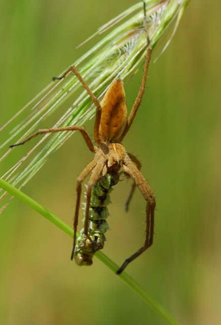 Pisaura sp.