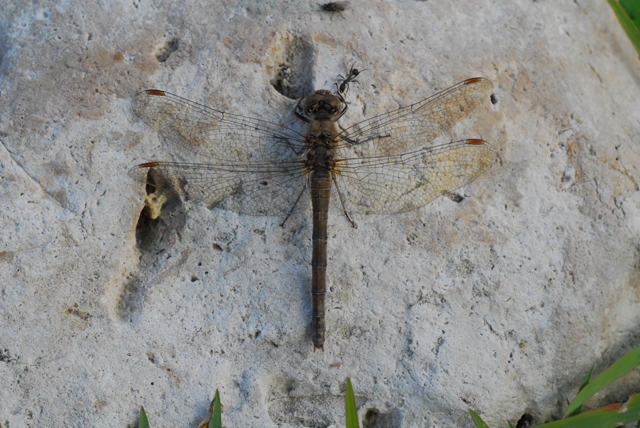 Identific. altre due libellule - A. mixta e S. striolatum