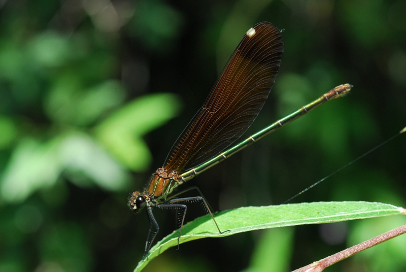 Altra ident.? Calopteryx haemorrhoidalis