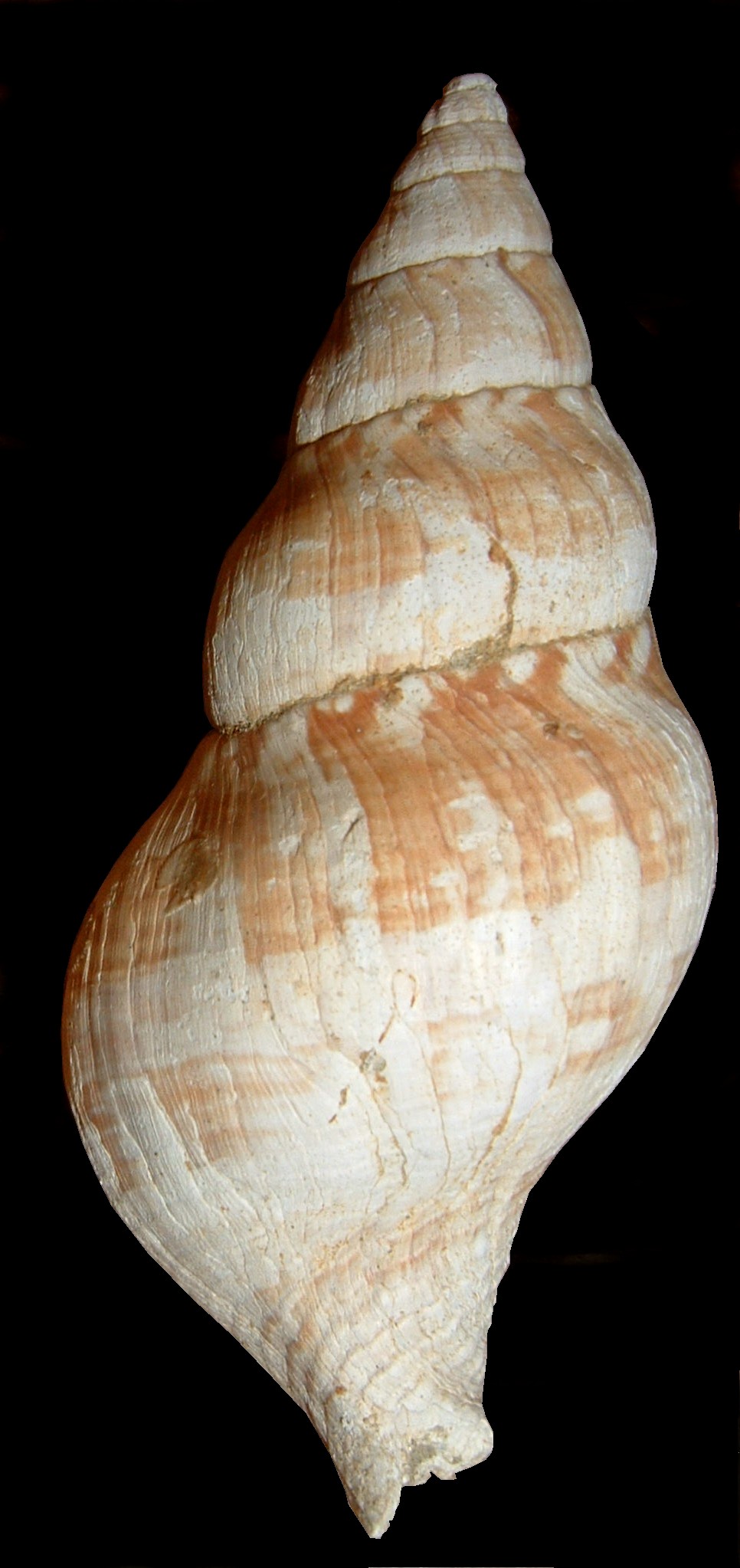 Euthria cornea (L.,1758)  Pliocene  Toscana