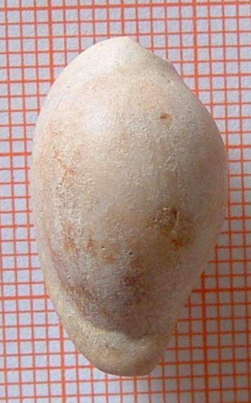 Eocypraea parvoastensis (Sacco, 1894)