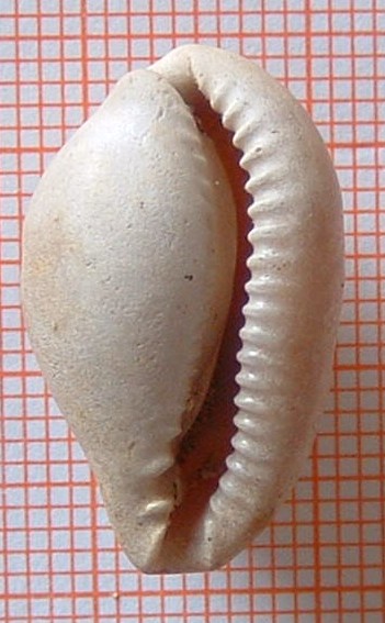 Eocypraea parvoastensis (Sacco, 1894)