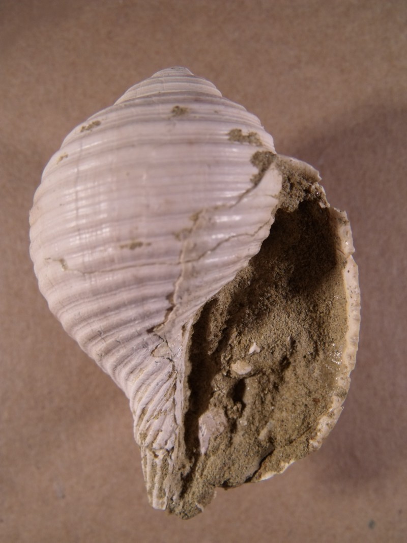 Eudolium fascatum (Borson, 1821)