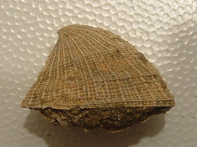 Emarginula cf.sicula Gray, 1825