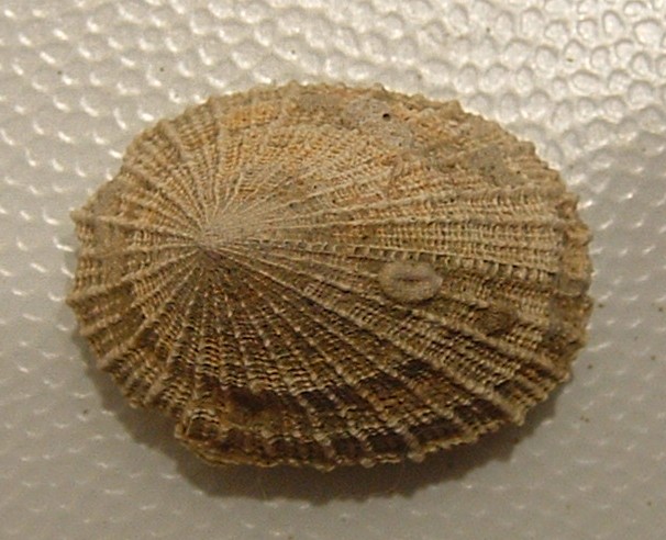 Emarginula cf.sicula Gray, 1825