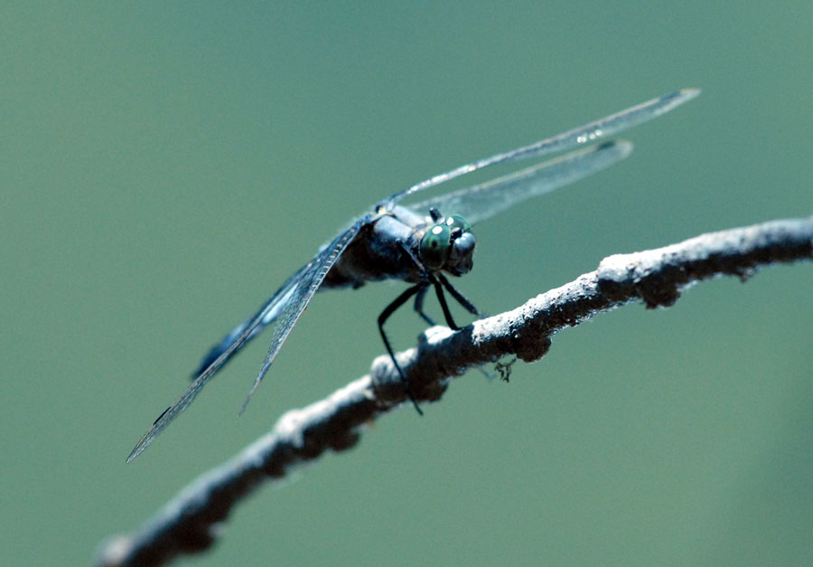 Libellula francese