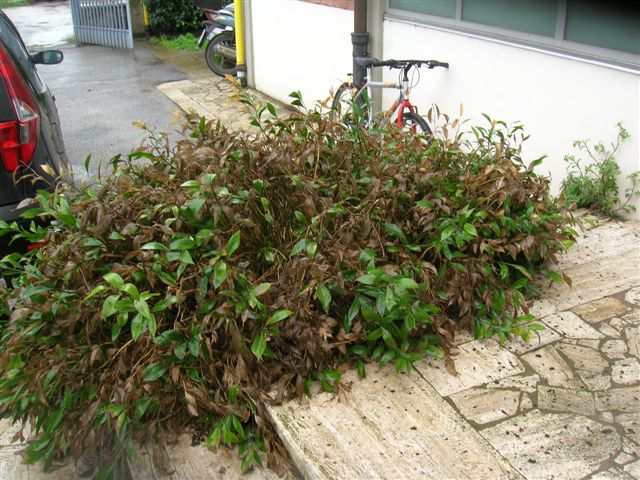 Ruscus hypoglossum