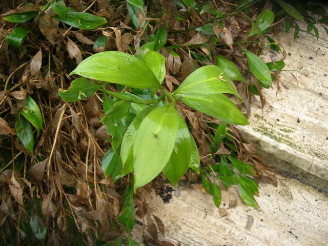 Ruscus hypoglossum