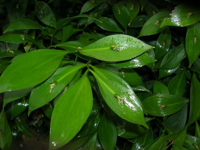 Ruscus hypoglossum