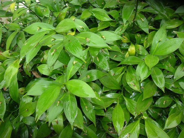 Ruscus hypoglossum