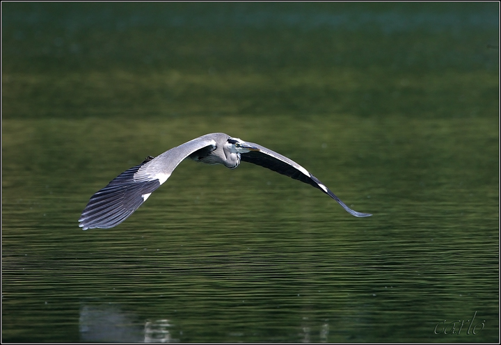 airone cenerino in volo