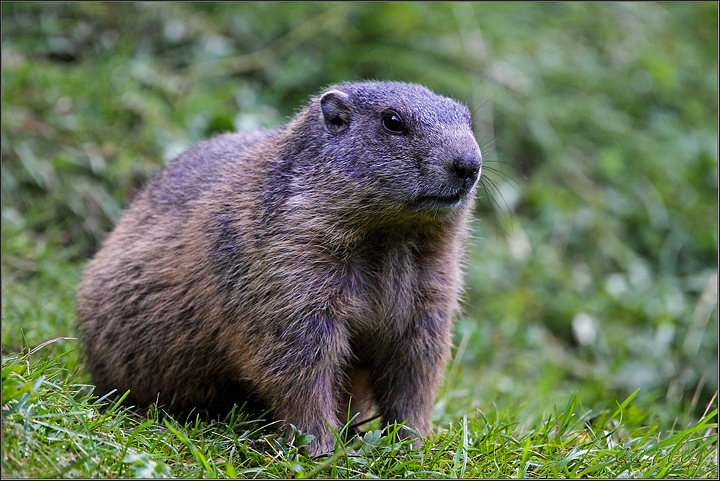 Marmotte del Trentino