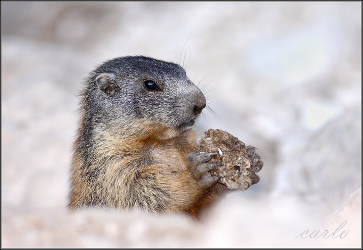 Marmotte del Trentino