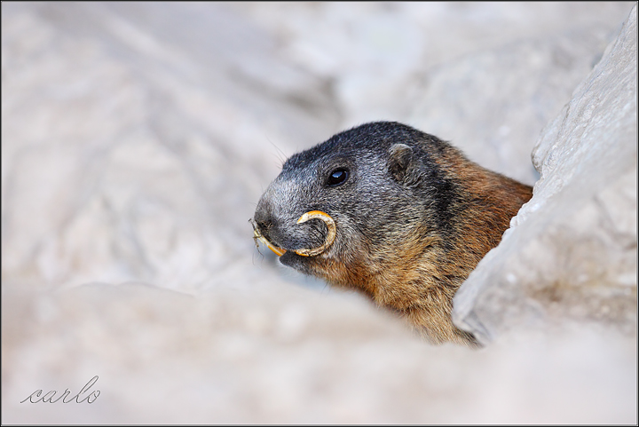 Marmotte del Trentino