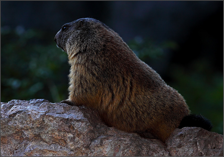 Marmotte del Trentino