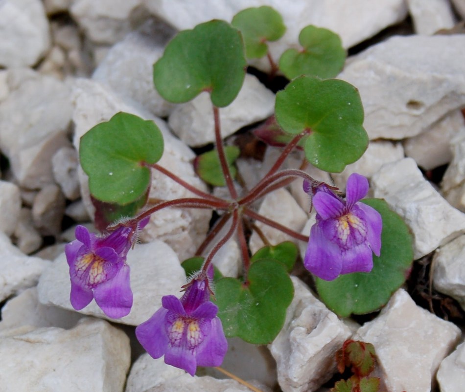 Fioriture magellensi   5