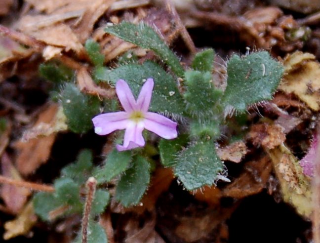 Erinus alpinus / Erinus