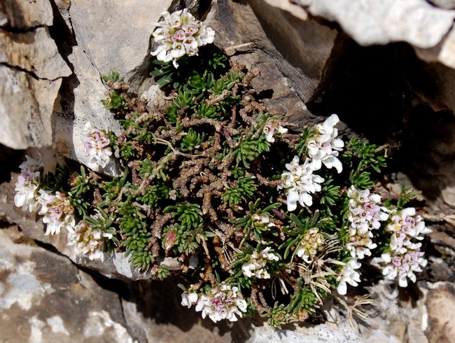 Fioriture magellensi  6