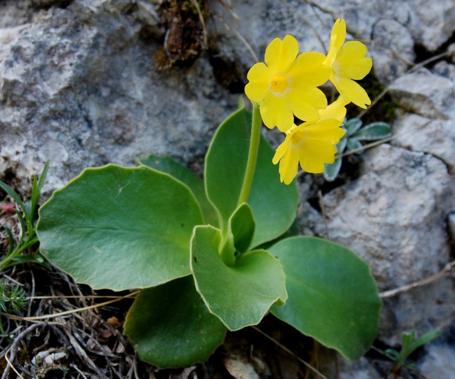 Fioriture magellensi   5