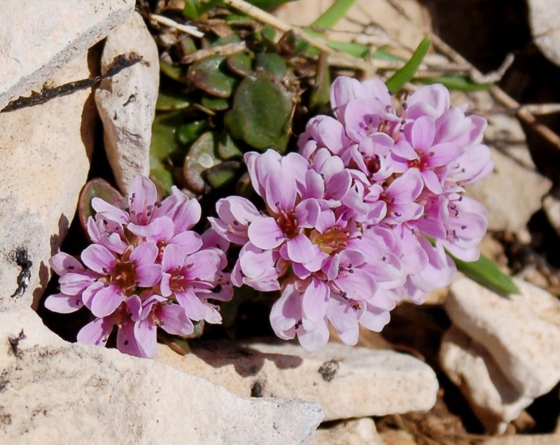 Fioriture magellensi  6