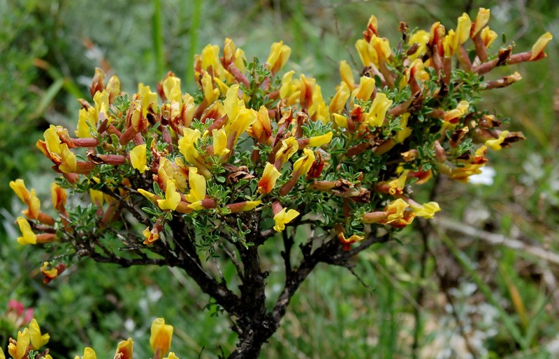 Fioriture magellensi   5