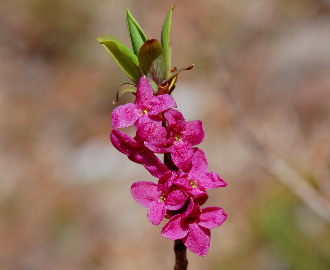 Fioriture magellensi   5