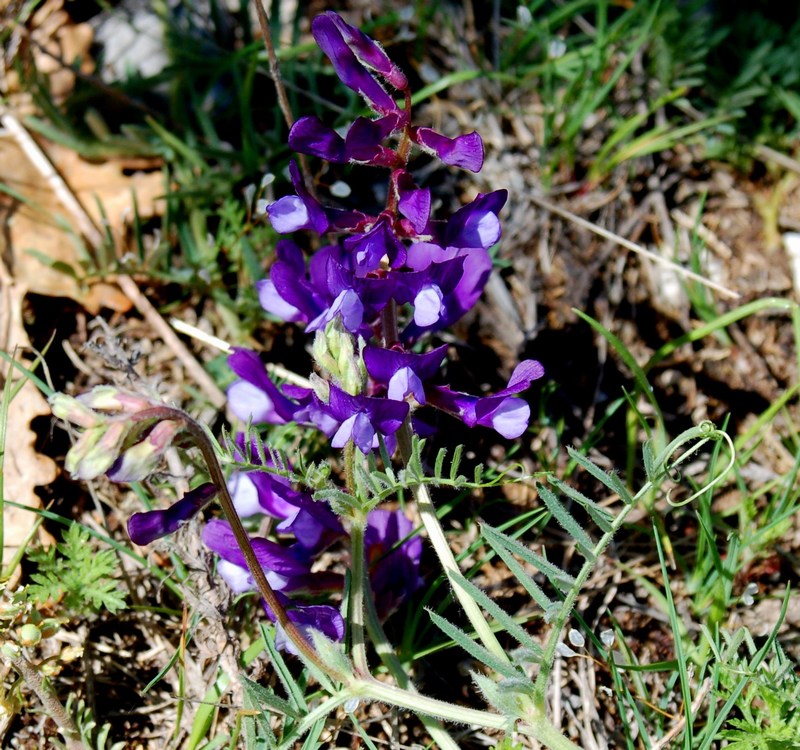 Fioriture magellensi   5