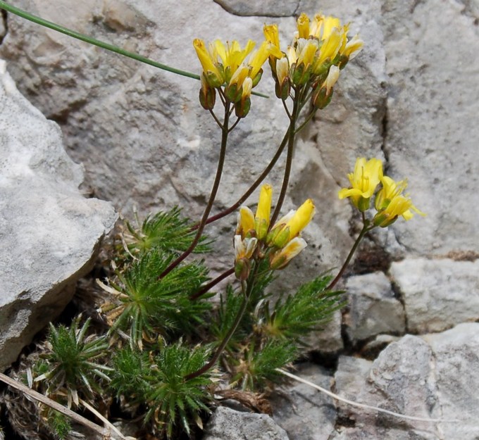 Fioriture magellensi   5