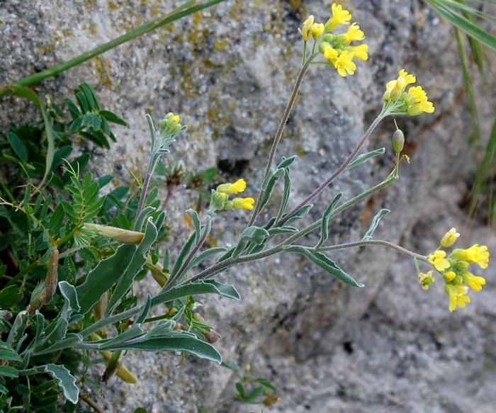 Fioriture magellensi   5