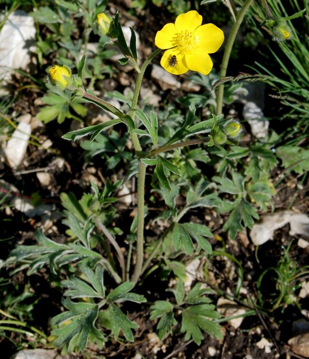 Fioriture magellensi   5