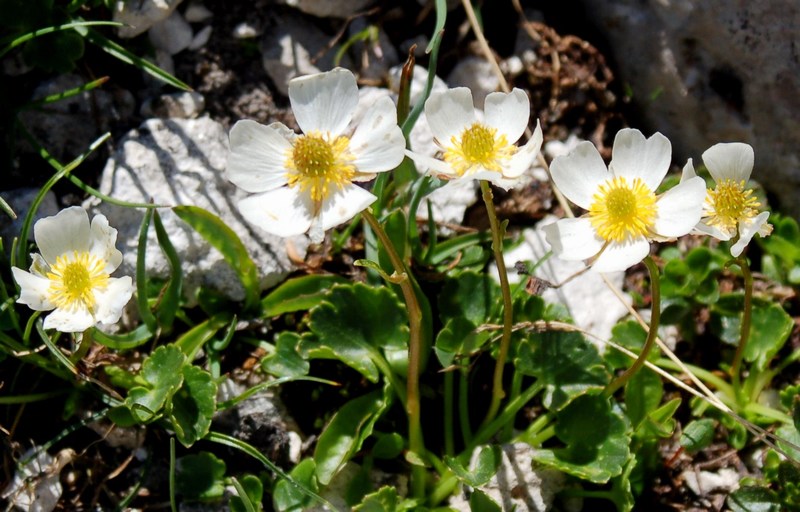 Fioriture magellensi   5