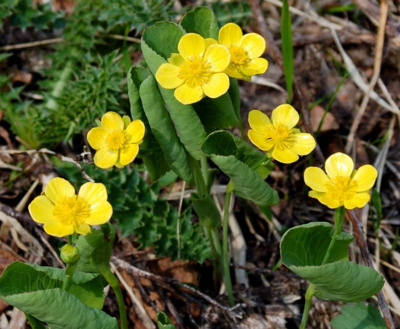 Fioriture magellensi   5