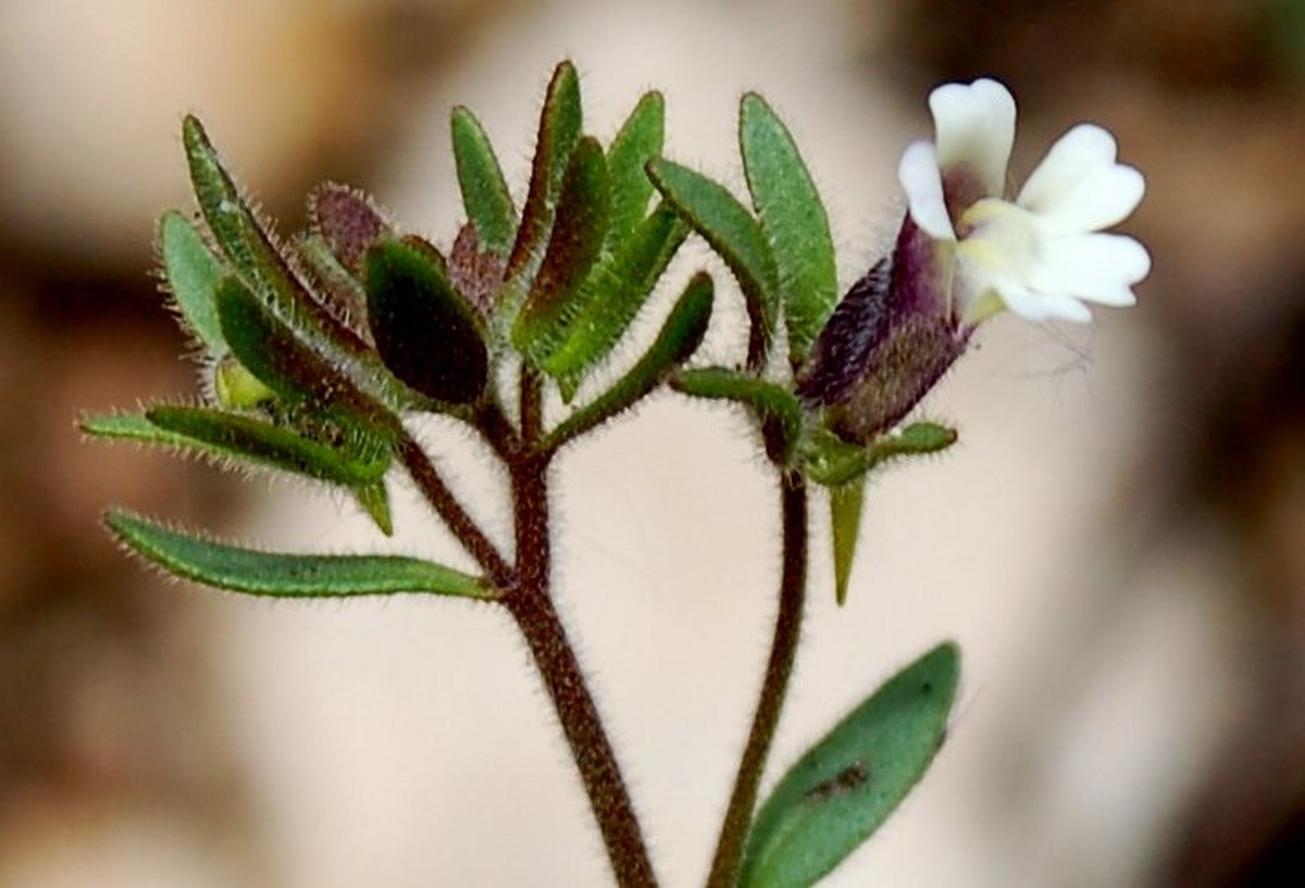 Fioriture magellensi   5