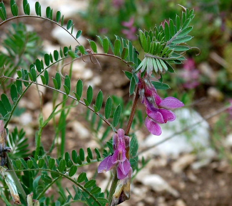 Fioriture magellensi   5