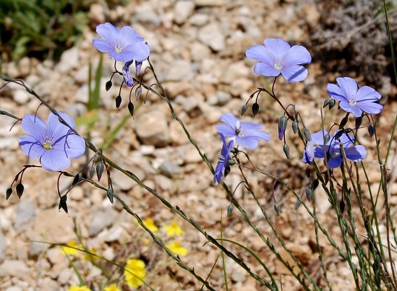 Fioriture magellensi   5