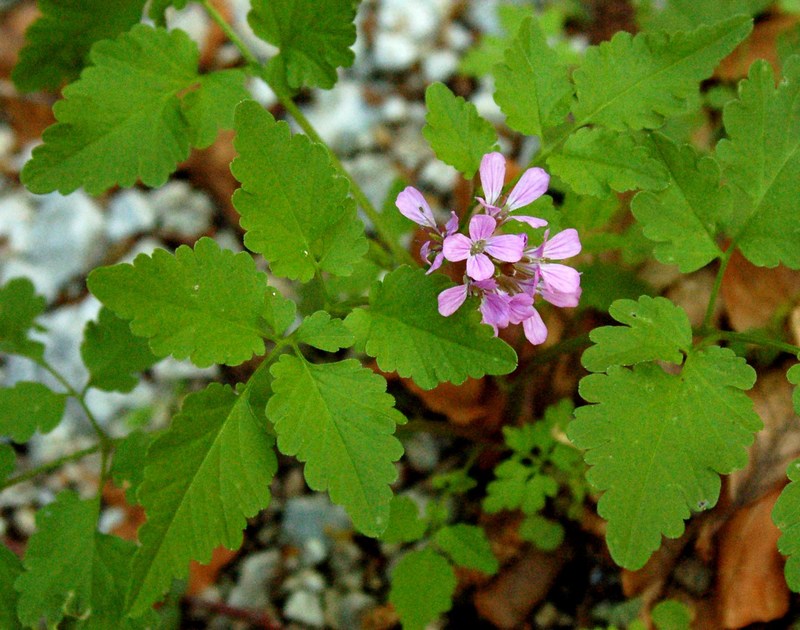 Fioriture magellensi   5