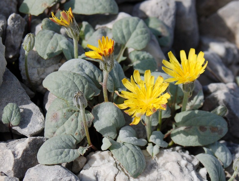 Fioriture magellensi  6