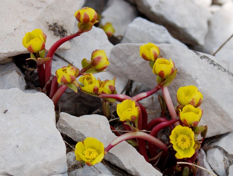 Fioriture magellensi  6