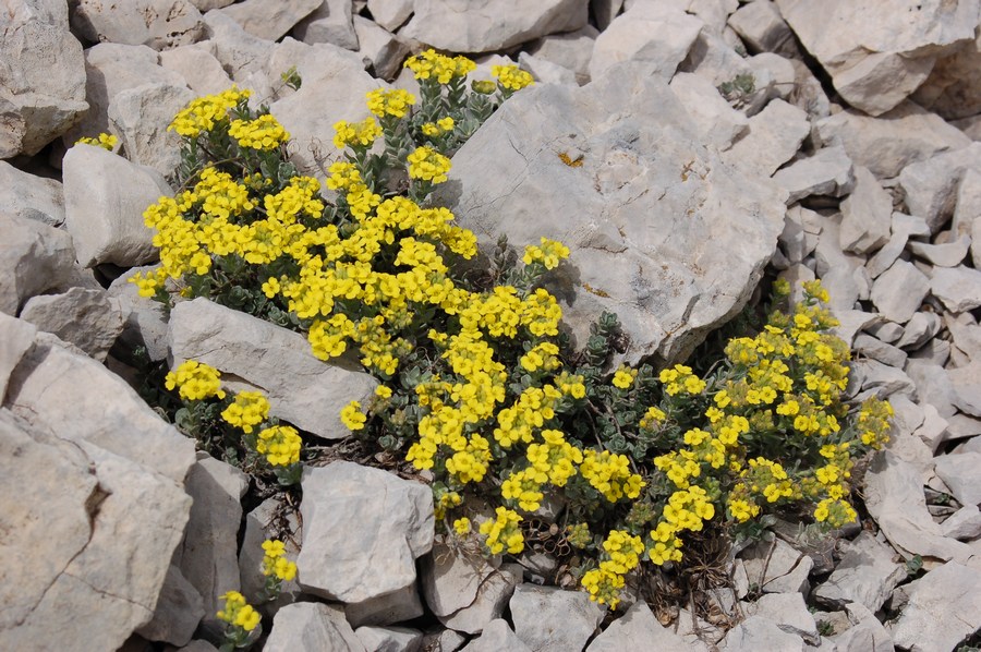 Alyssum cuneifolium / Alisso con foglie a cuneo