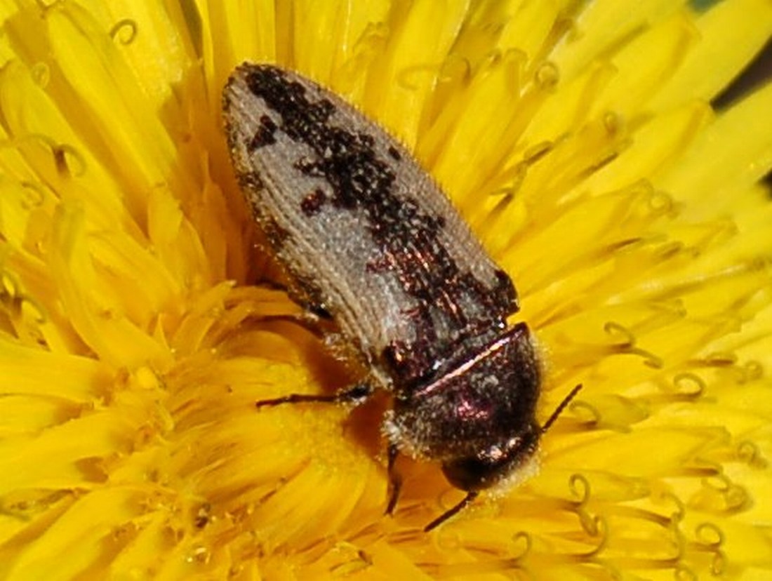 Coleottero buprestide: Acmaeodera pilosellae