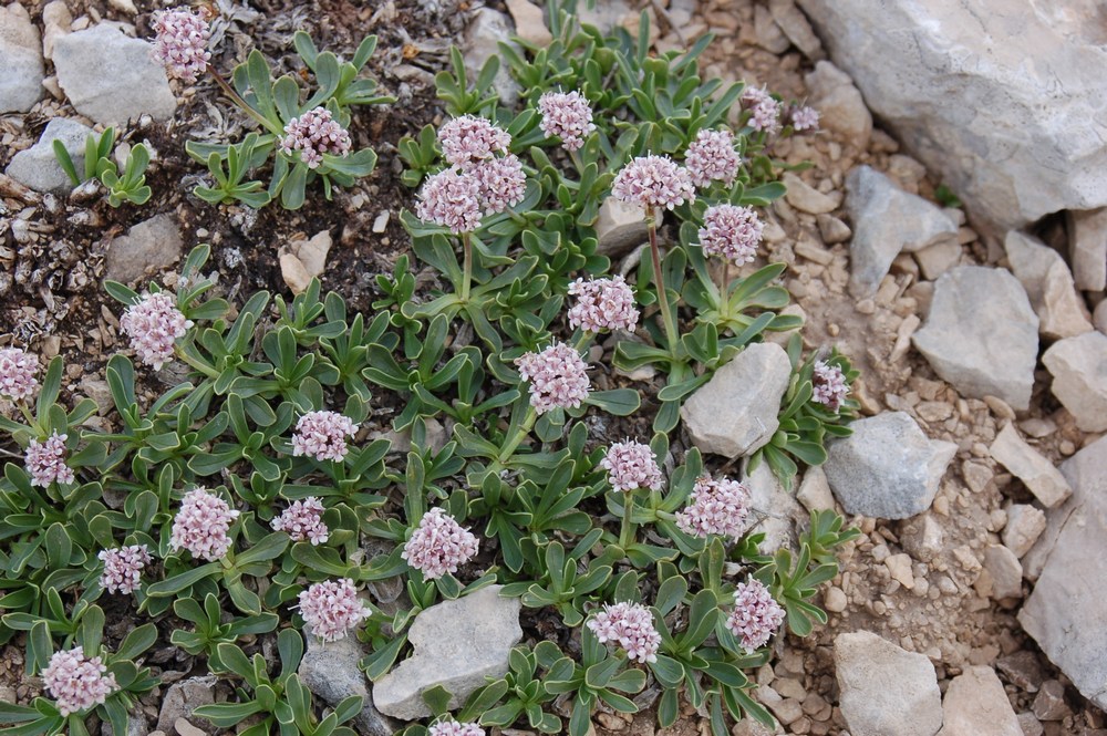 Valeriana saliunca / Valeriana saliunca