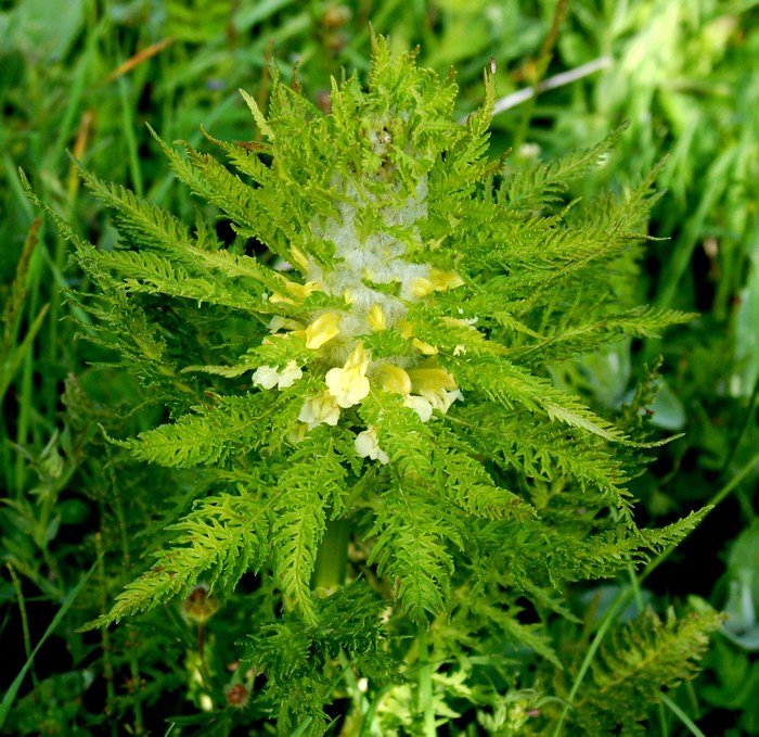 Pedicularis comosa (e P. hoermanniana)